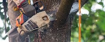 Best Storm Damage Tree Cleanup  in Toccoa, GA