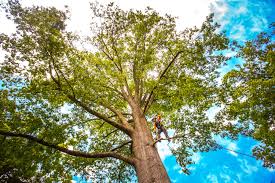 Best Tree Cabling and Bracing  in Toccoa, GA