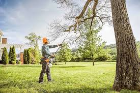 Best Pest Control for Lawns  in Toccoa, GA