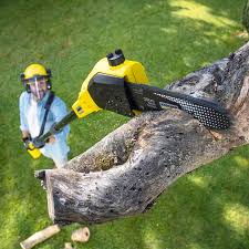  Toccoa, GA Tree Care Pros